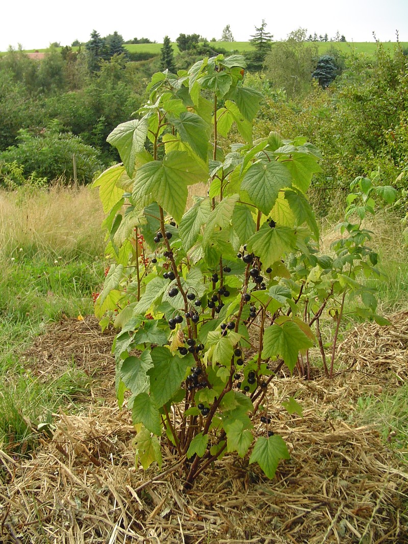 European Black Currant photo 6
