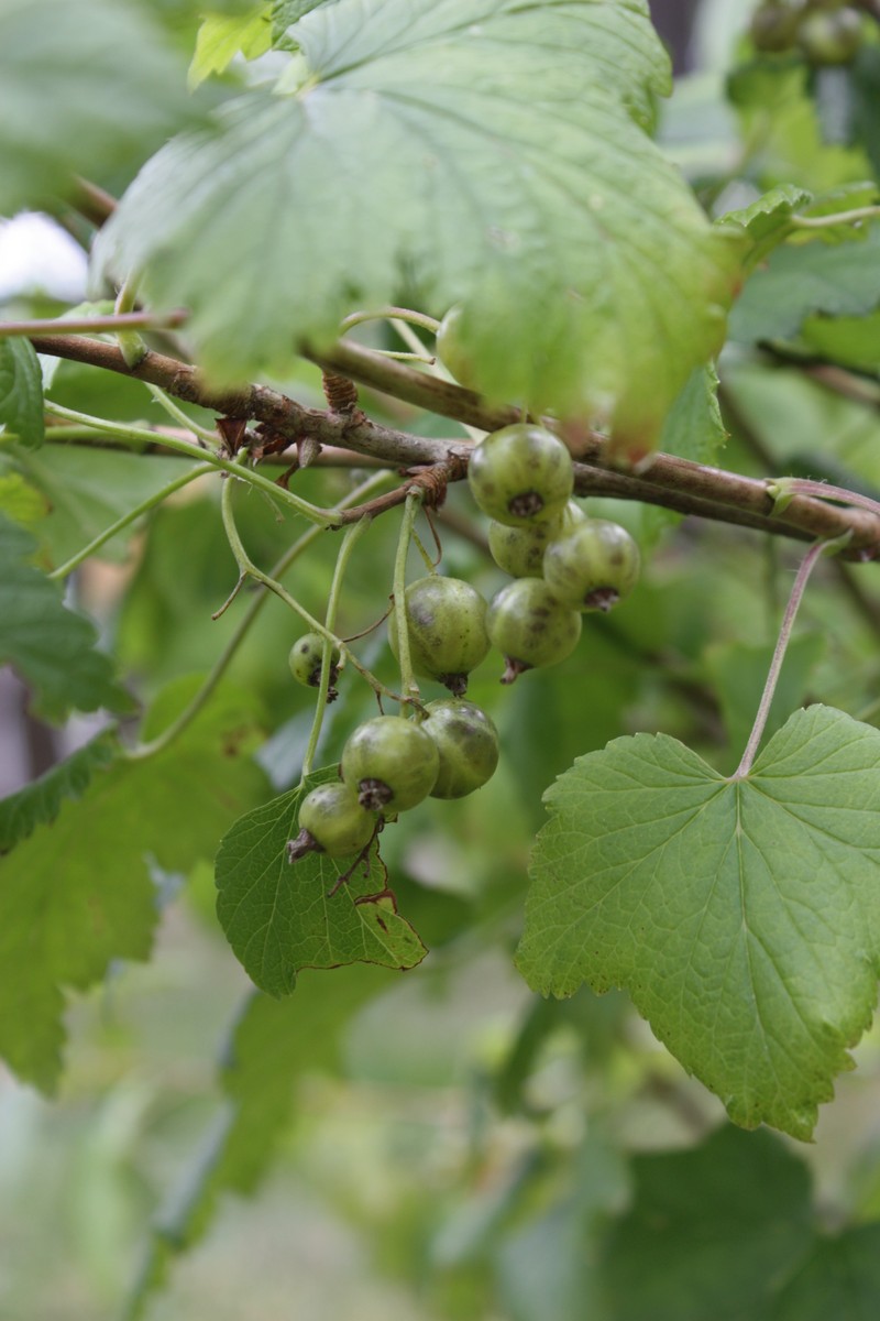 European Black Currant photo 7