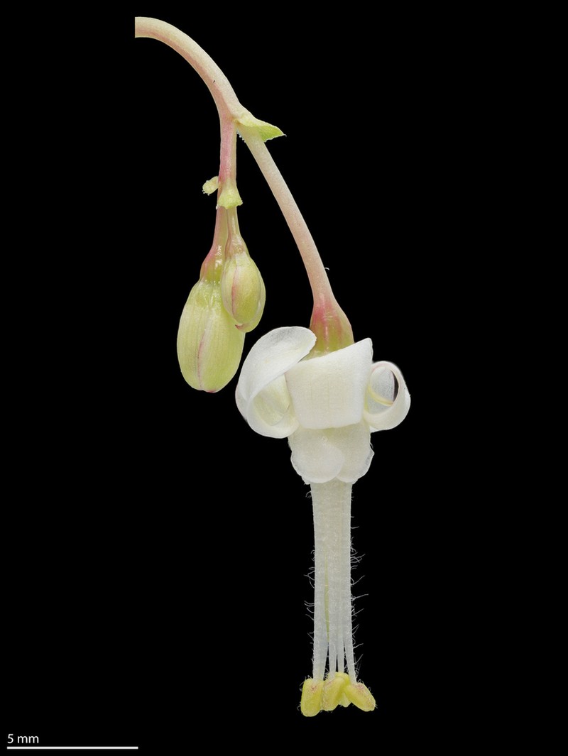 Snow Currant photo 3