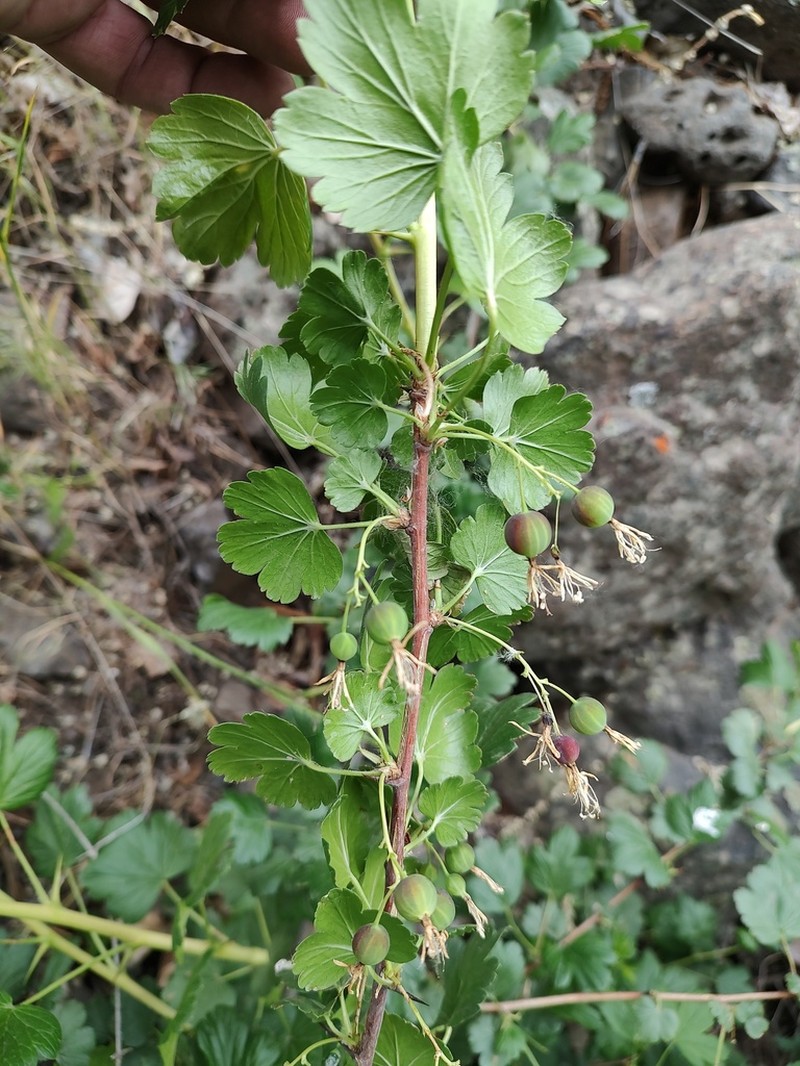 Snow Currant photo 6