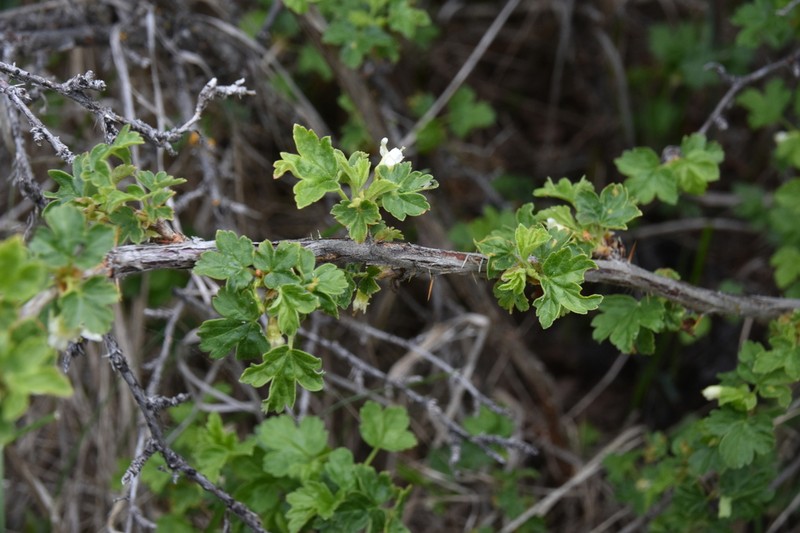 Canadian Gooseberry photo 4