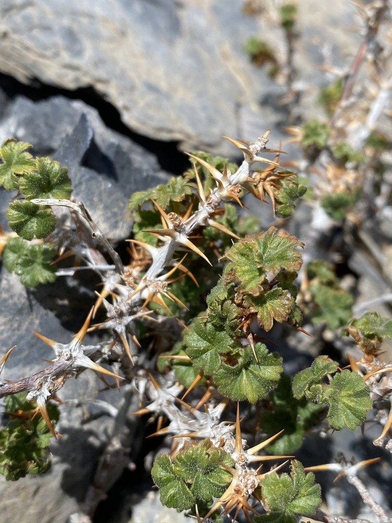 Canadian Gooseberry photo 5