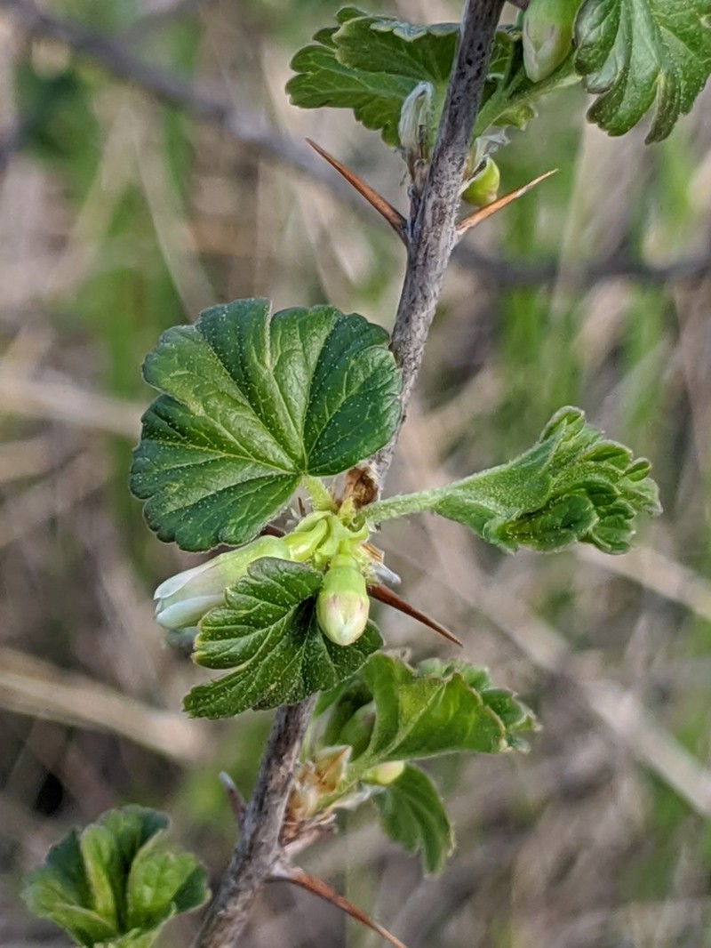 Canadian Gooseberry photo 6