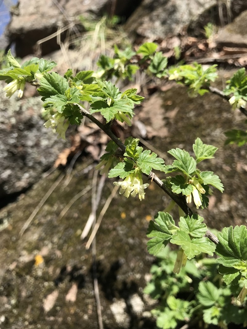 Canadian Gooseberry photo 7