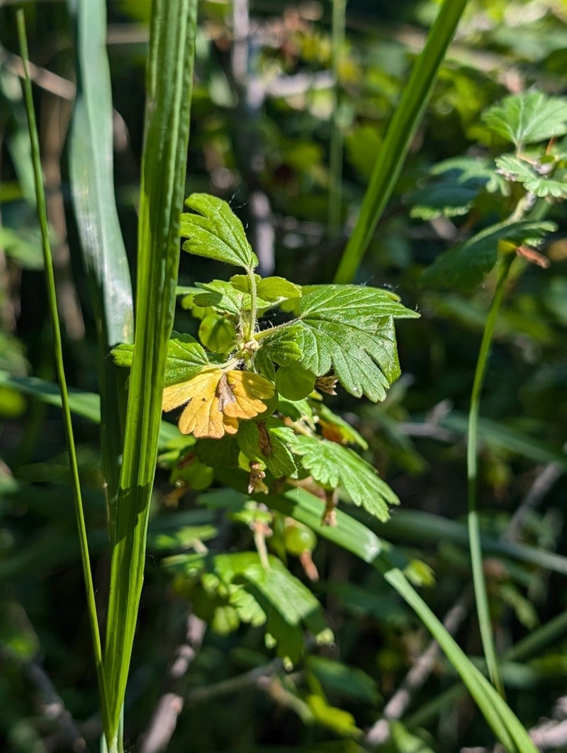 Canadian Gooseberry photo 8