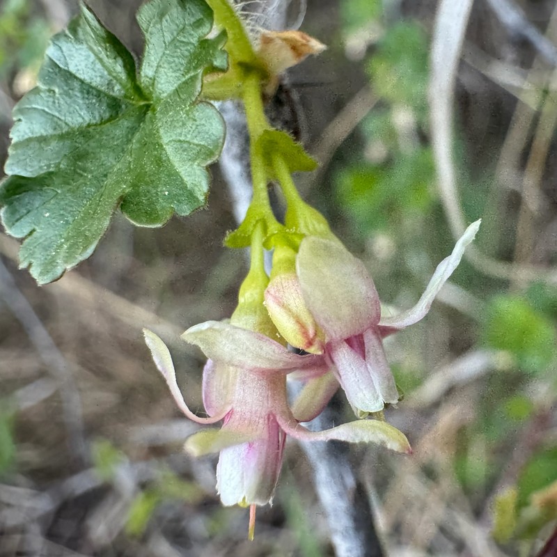 Ribes oxyacanthoides var. cognatum