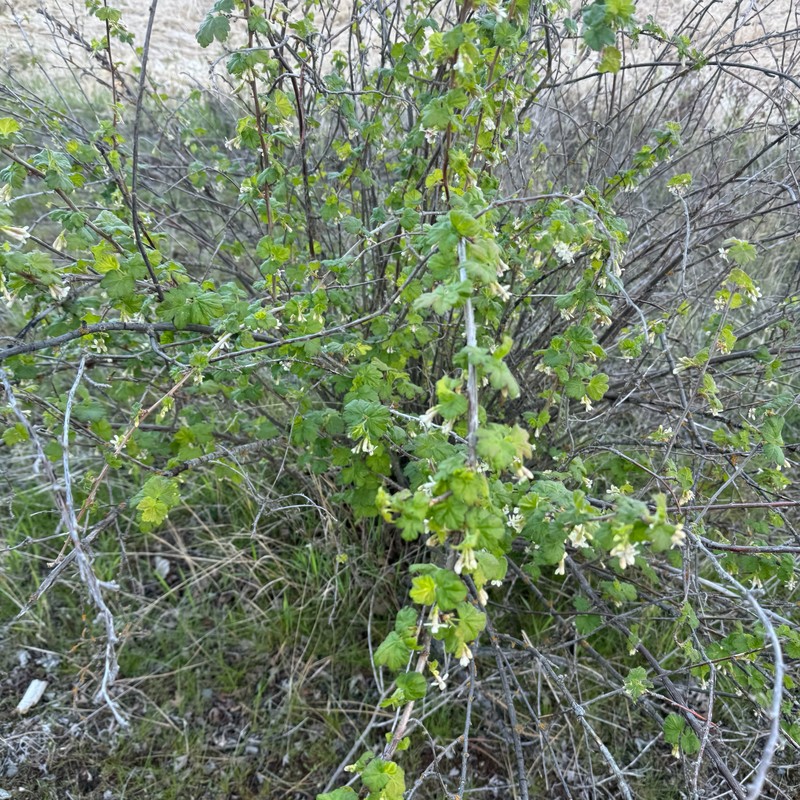 Ribes oxyacanthoides var. cognatum photo 2
