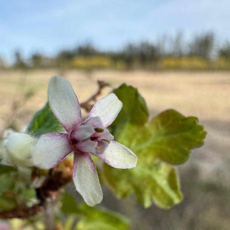 Ribes oxyacanthoides var. cognatum photo 3