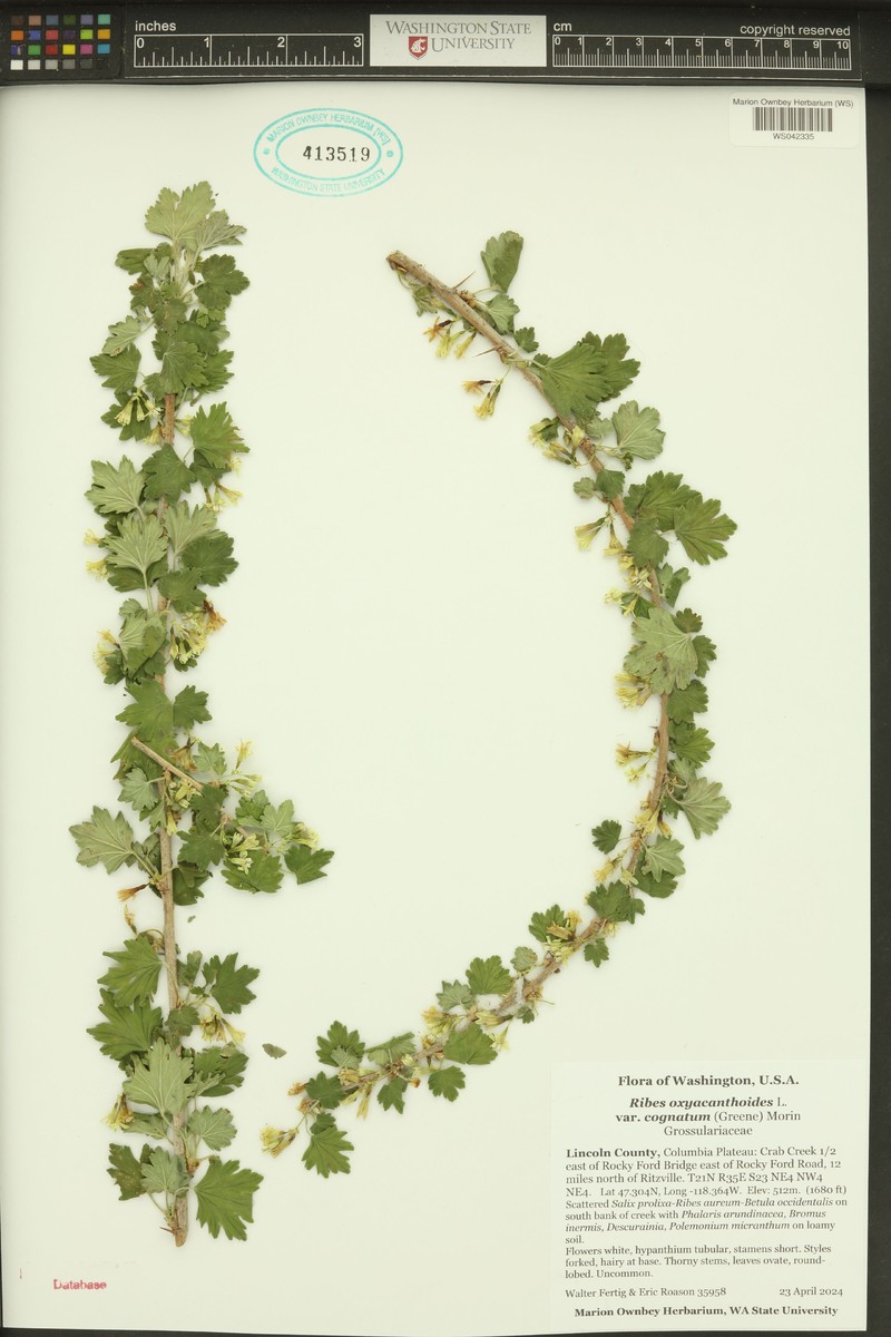 Ribes oxyacanthoides var. cognatum photo 4