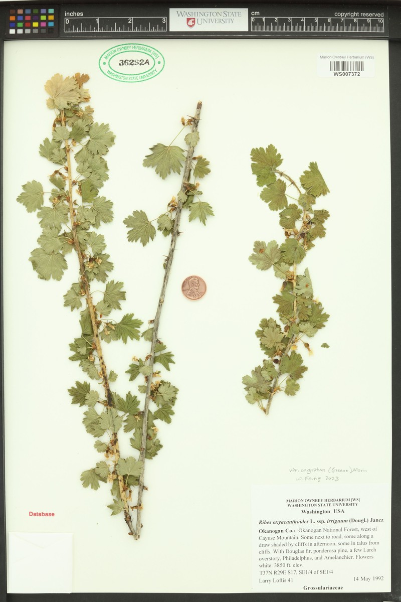 Ribes oxyacanthoides var. cognatum photo 5