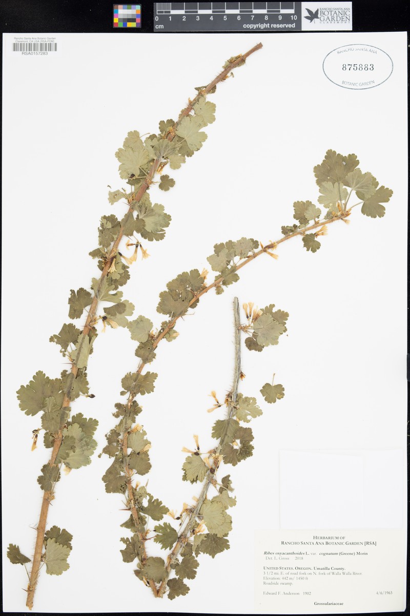 Ribes oxyacanthoides var. cognatum photo 6
