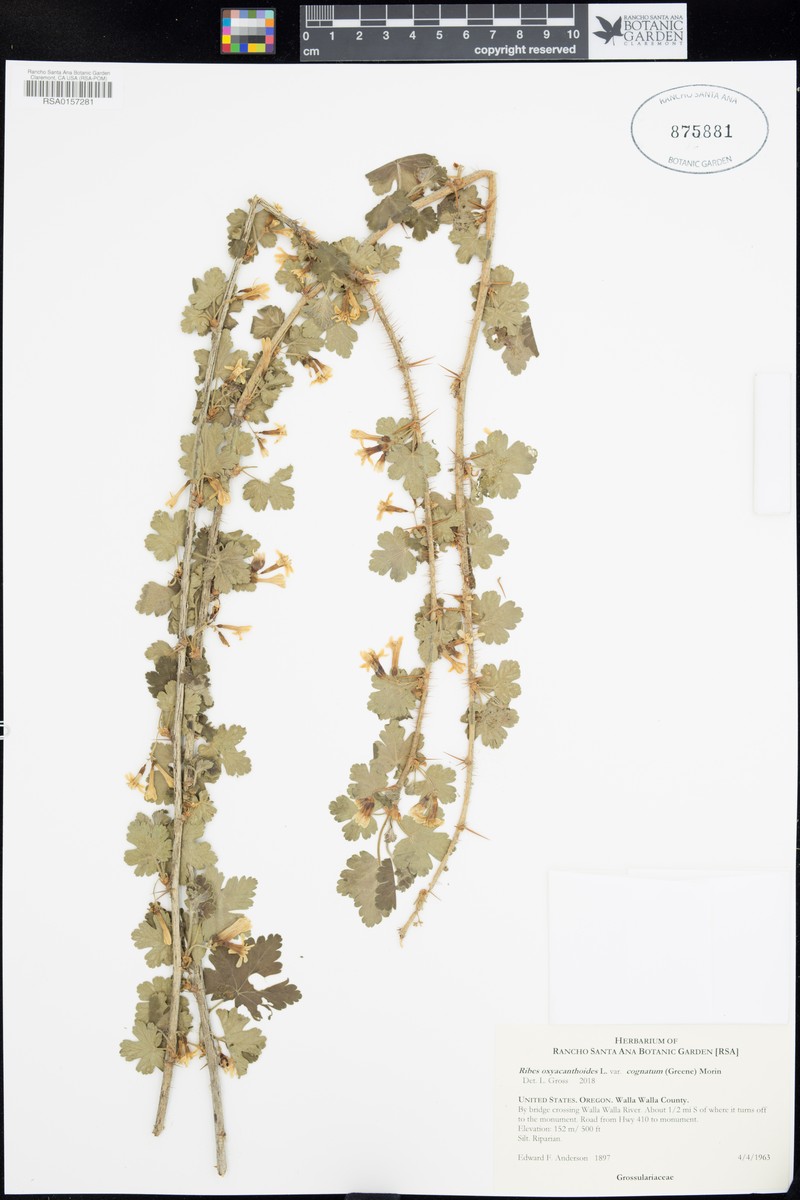 Ribes oxyacanthoides var. cognatum photo 7