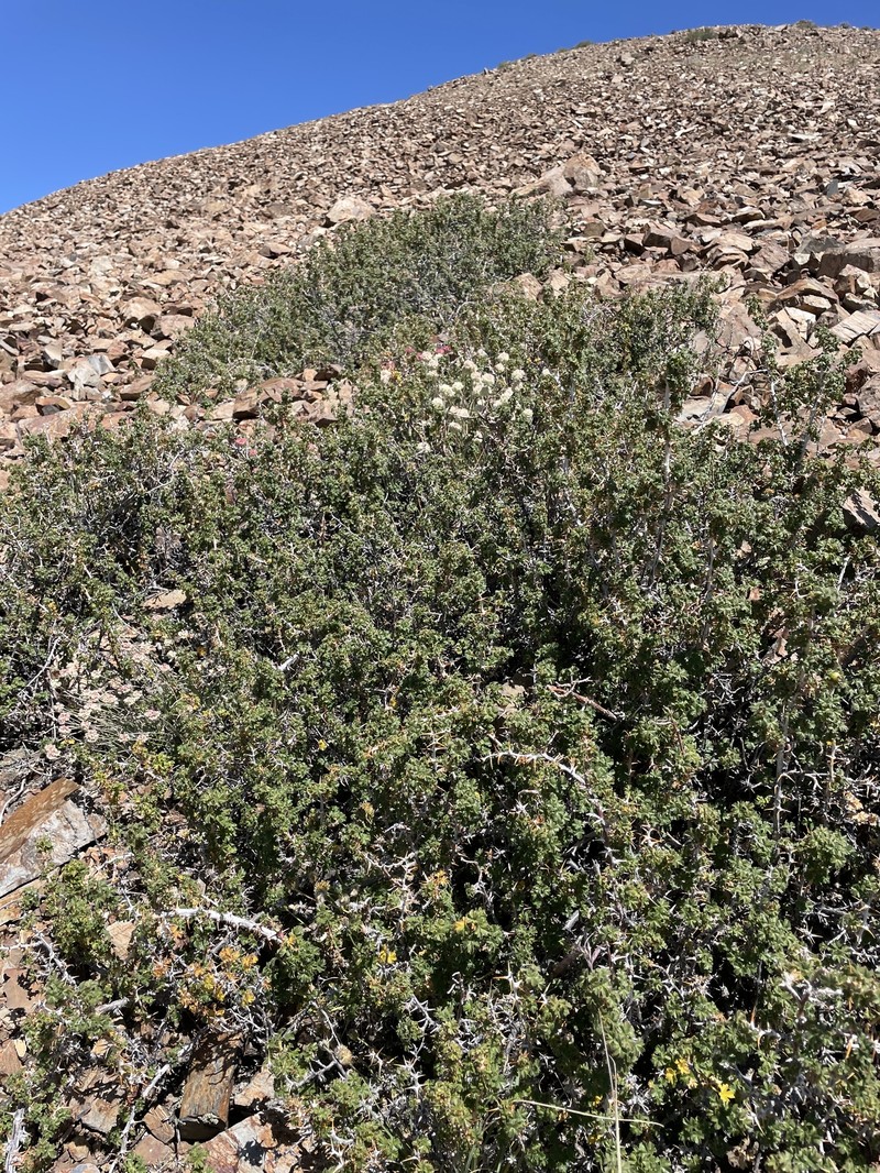 Ribes oxyacanthoides var. hendersonii