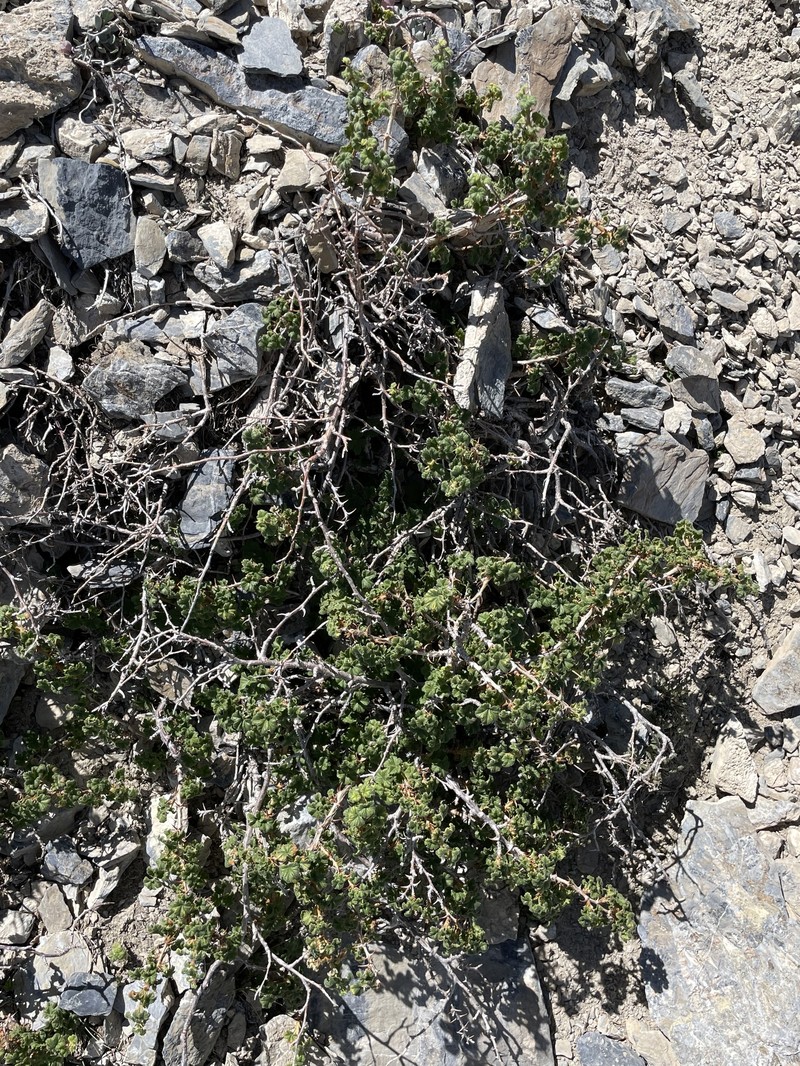 Ribes oxyacanthoides var. hendersonii photo 2