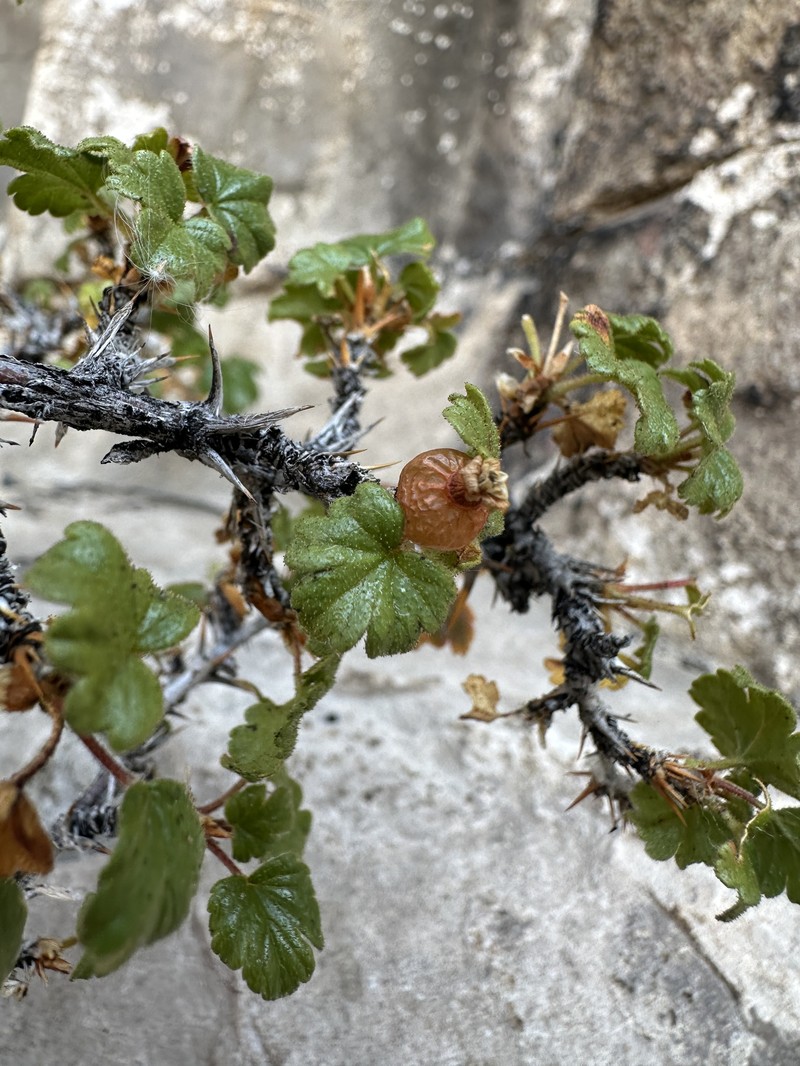 Ribes oxyacanthoides var. hendersonii photo 3