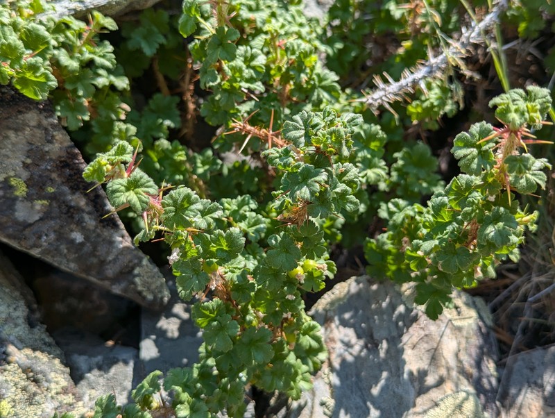 Ribes oxyacanthoides var. hendersonii photo 4