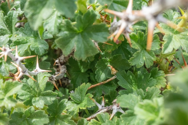 Ribes oxyacanthoides var. hendersonii photo 6