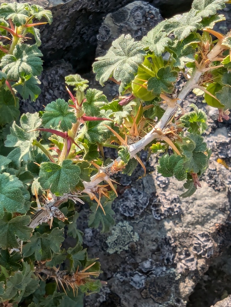 Ribes oxyacanthoides var. hendersonii photo 7