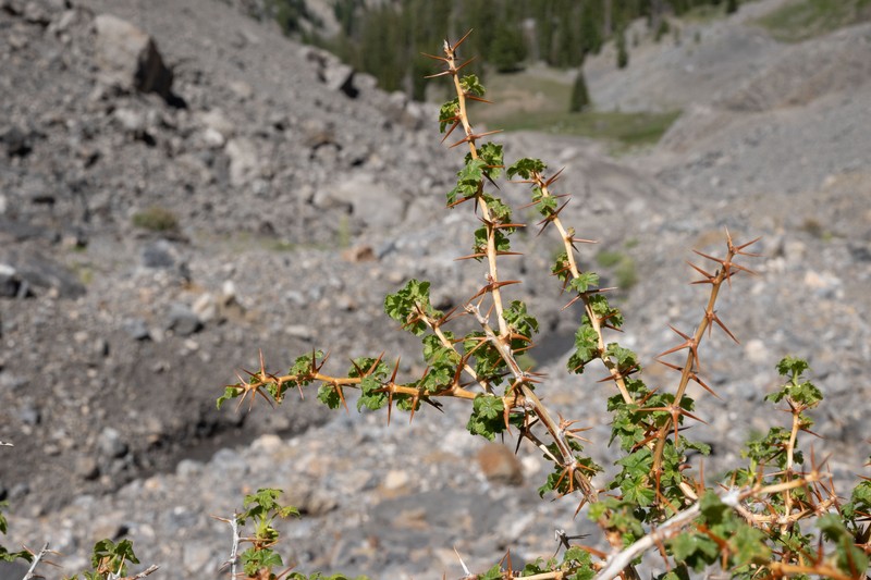 Ribes oxyacanthoides var. hendersonii photo 8