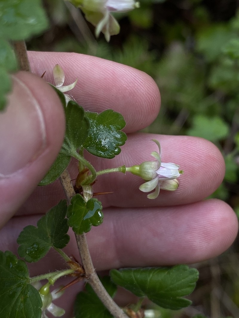 Ribes oxyacanthoides var. irriguum