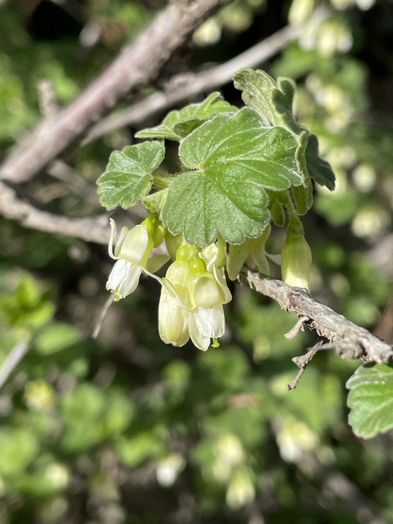 Ribes oxyacanthoides var. irriguum photo 2