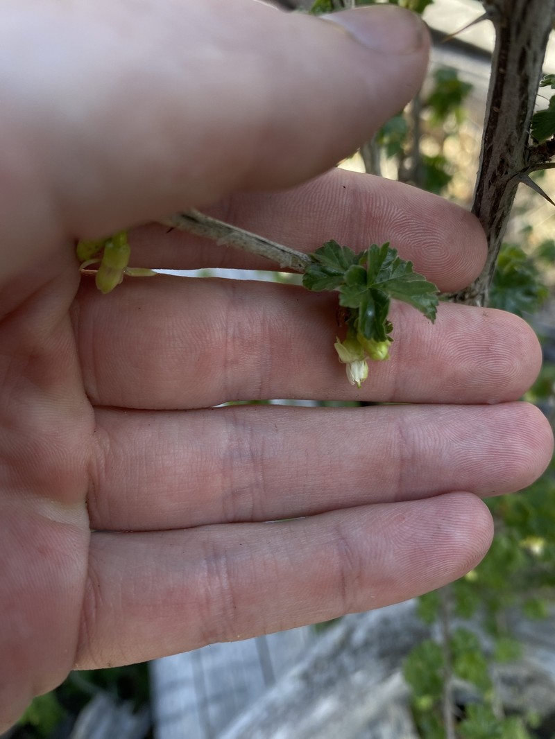 Ribes oxyacanthoides var. irriguum photo 3