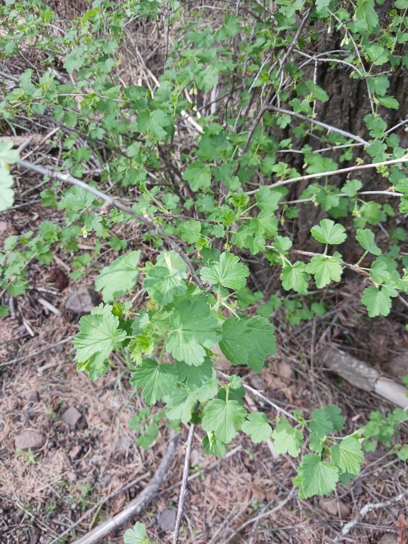 Ribes oxyacanthoides var. irriguum photo 4