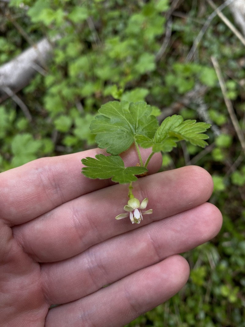 Ribes oxyacanthoides var. irriguum photo 5