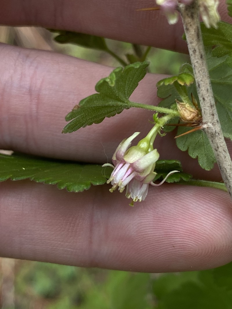 Ribes oxyacanthoides var. irriguum photo 6