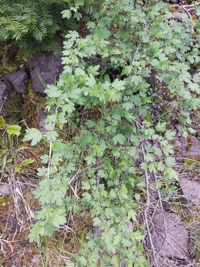 Ribes oxyacanthoides var. irriguum photo 7