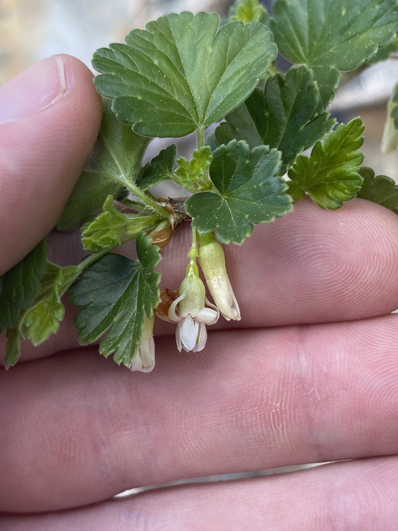 Ribes oxyacanthoides var. irriguum photo 8