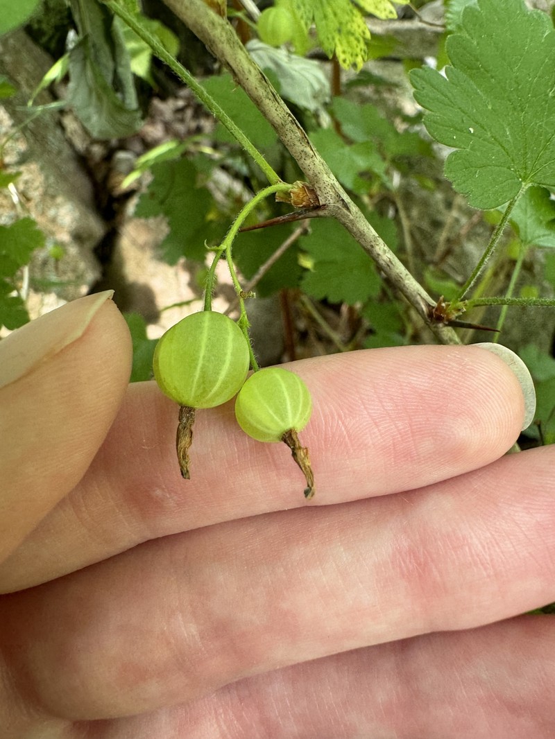 Ribes oxyacanthoides var. oxyacanthoides