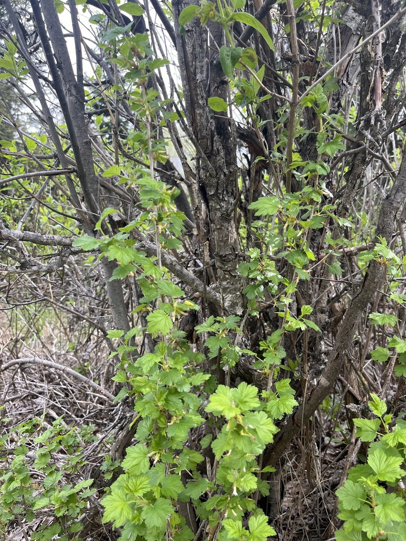 Ribes oxyacanthoides var. oxyacanthoides photo 2