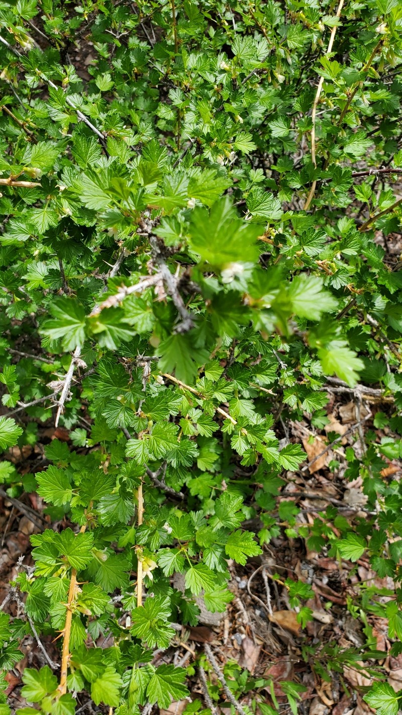 Ribes oxyacanthoides var. oxyacanthoides photo 3