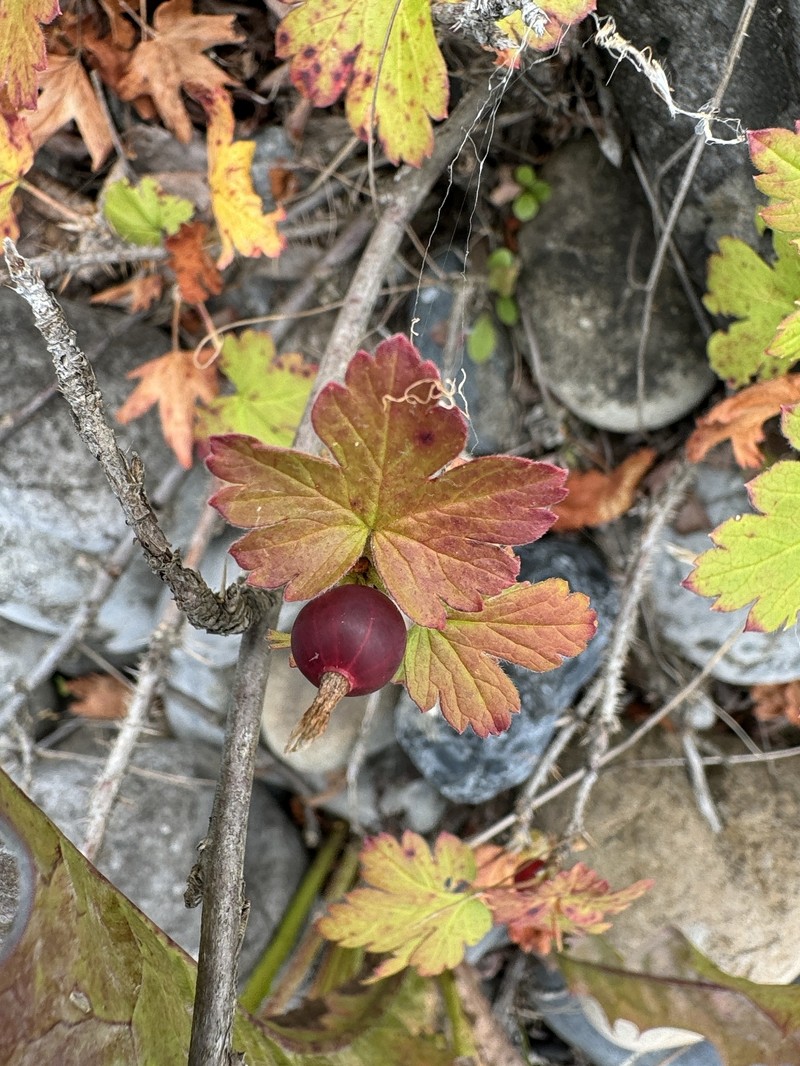 Ribes oxyacanthoides var. oxyacanthoides photo 4