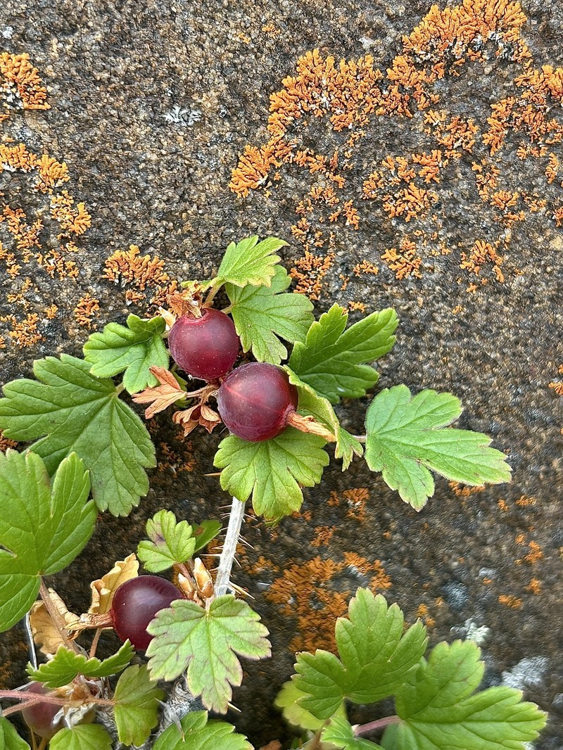 Ribes oxyacanthoides var. oxyacanthoides photo 5