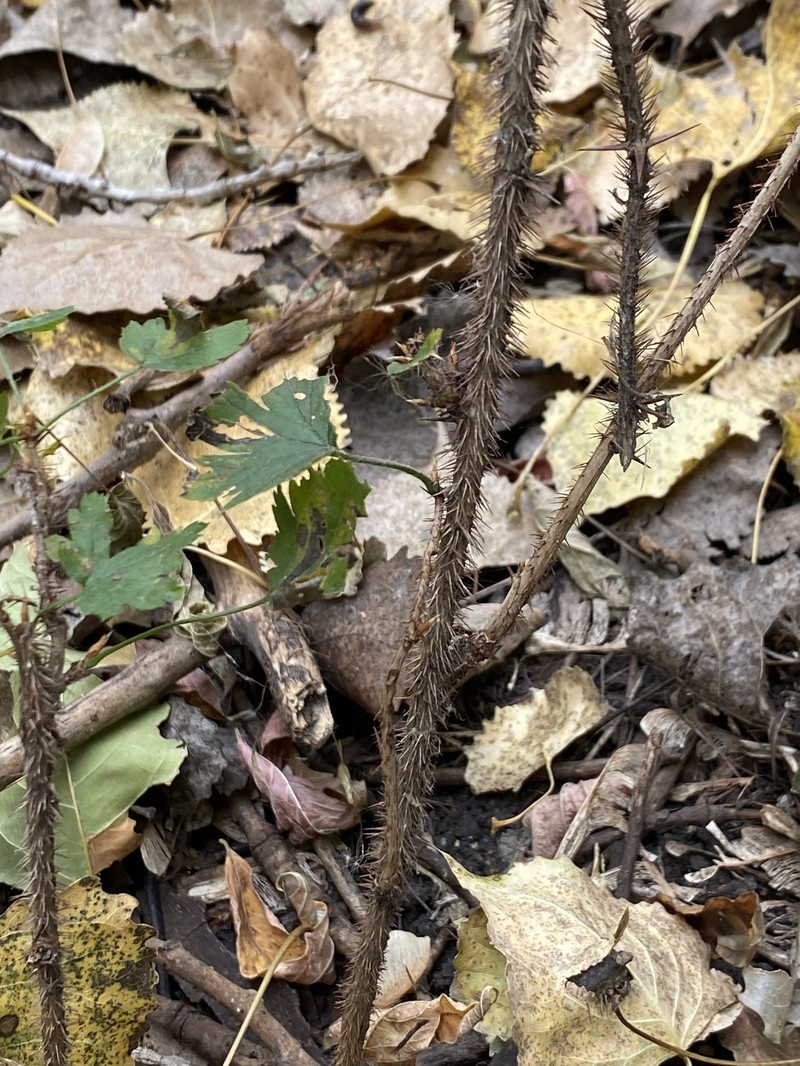 Ribes oxyacanthoides var. oxyacanthoides photo 6