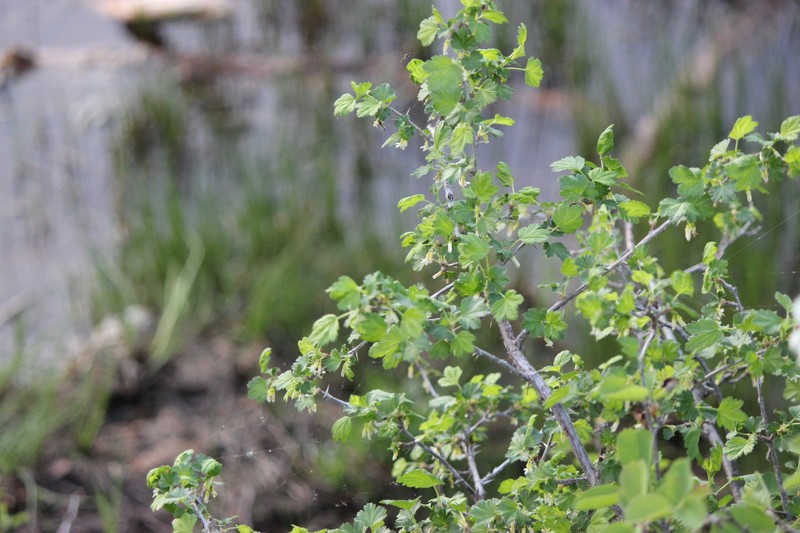 Ribes oxyacanthoides var. oxyacanthoides photo 8