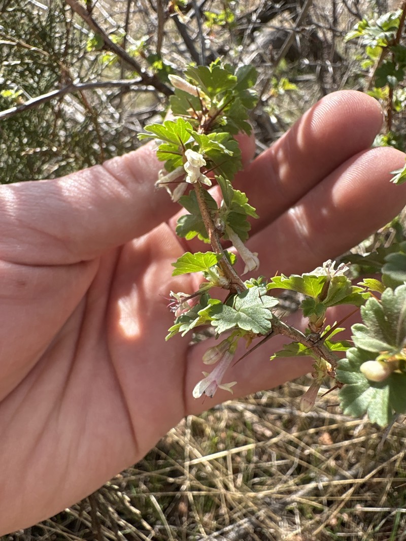 Ribes oxyacanthoides var. setosum