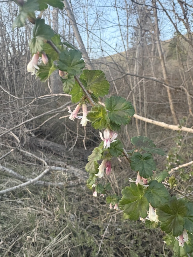 Ribes oxyacanthoides var. setosum photo 2