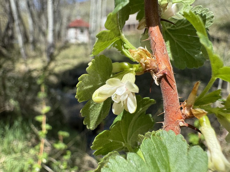 Ribes oxyacanthoides var. setosum photo 3