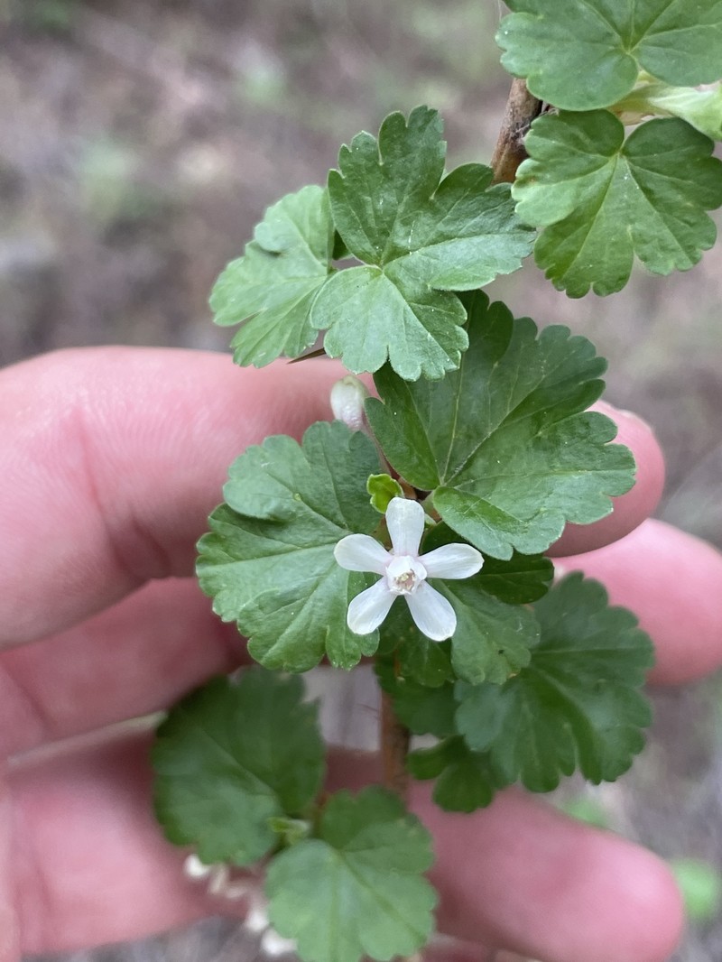 Ribes oxyacanthoides var. setosum photo 4