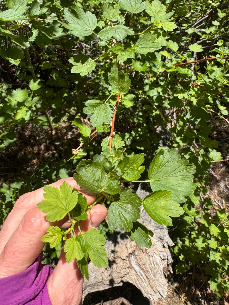 Ribes oxyacanthoides var. setosum photo 5