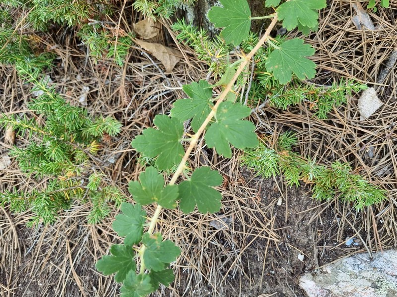 Ribes oxyacanthoides var. setosum photo 6
