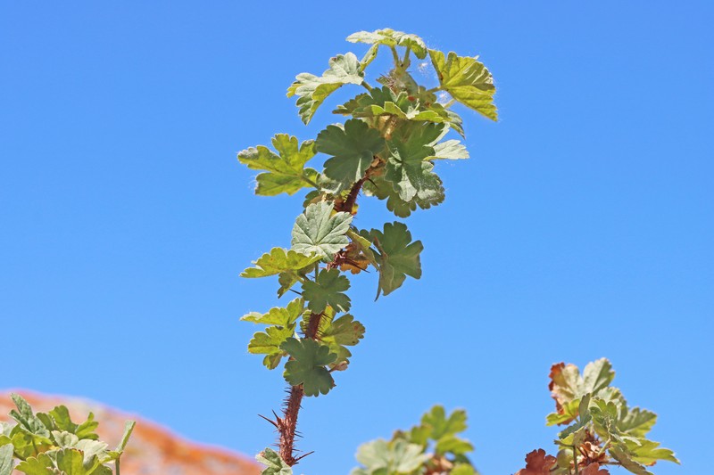 Ribes oxyacanthoides var. setosum photo 7