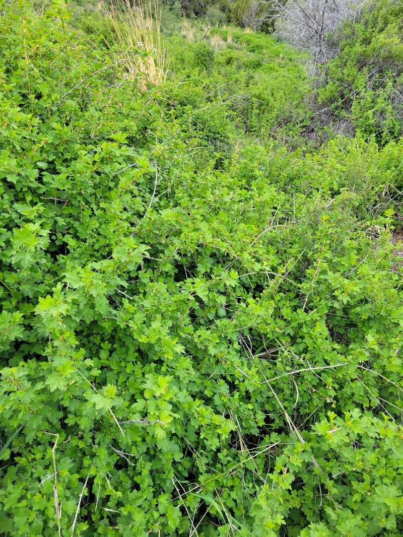 Ribes oxyacanthoides var. setosum photo 8