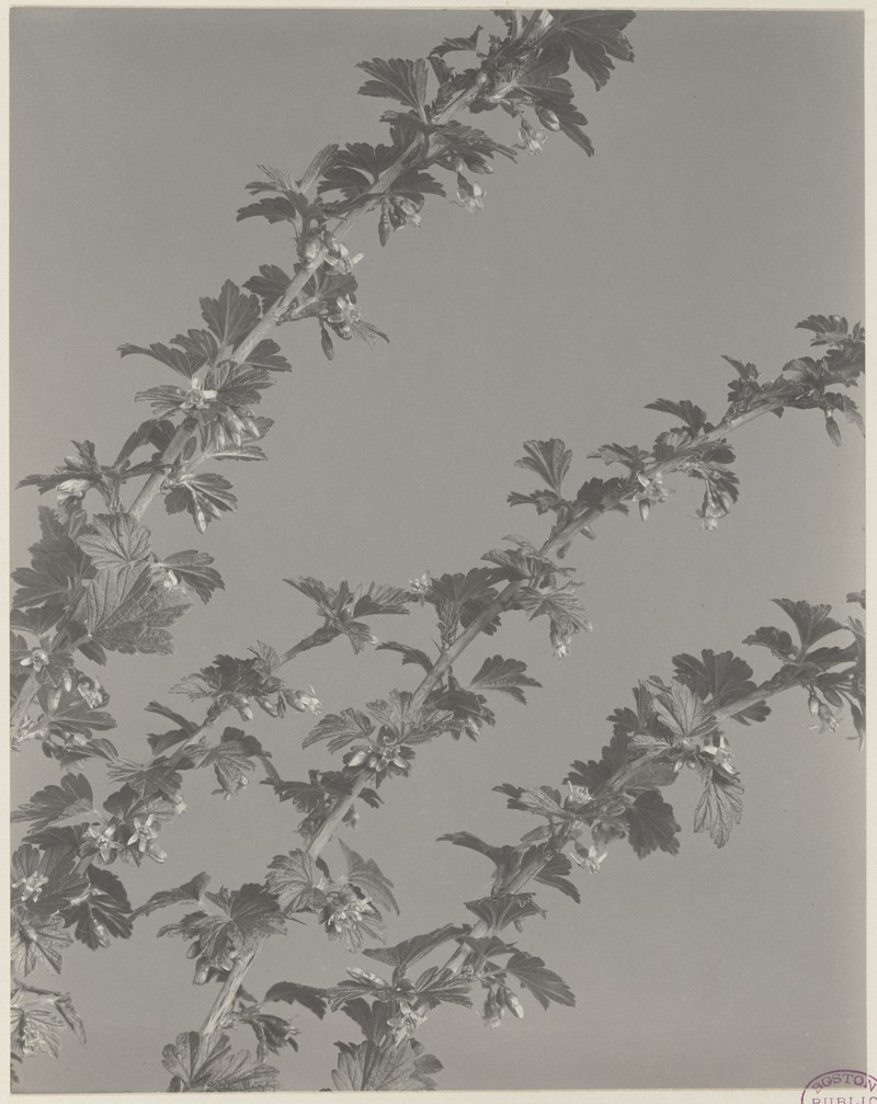 Canadian Gooseberry photo 2