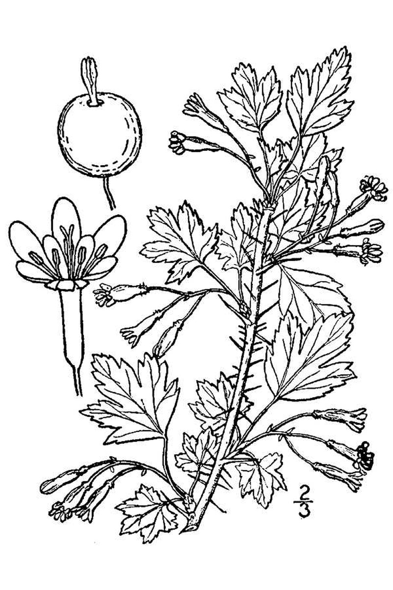 Canadian Gooseberry