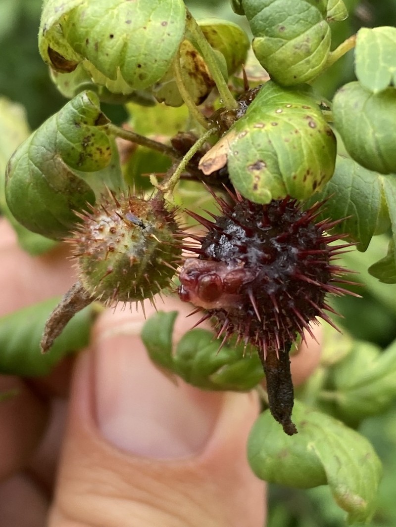Orange Gooseberry