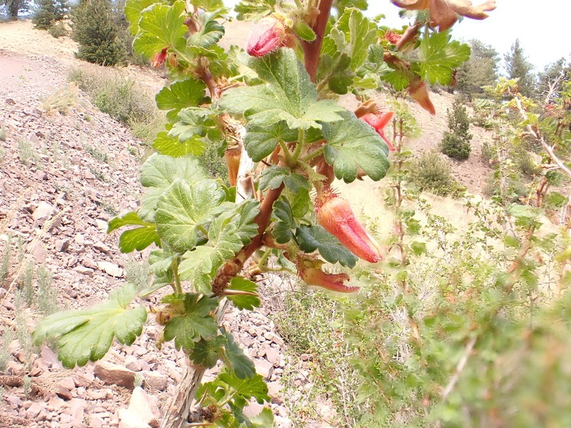 Orange Gooseberry photo 2